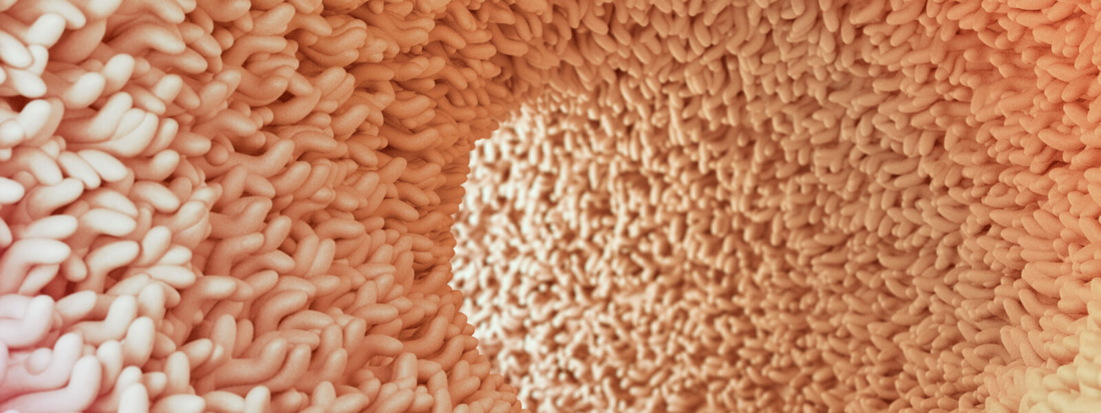 Human microbiome in intestine