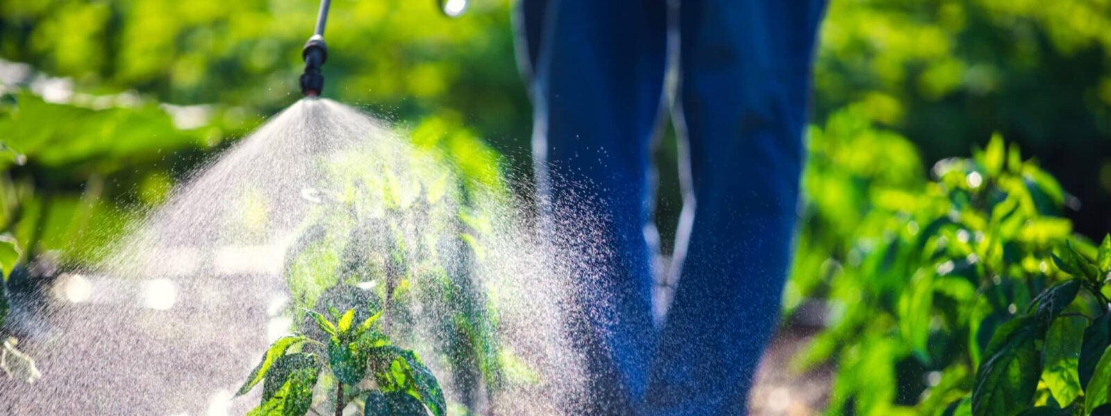 Farmer spraying vegetable green plants in the garden with herbicides, pesticides or insecticides