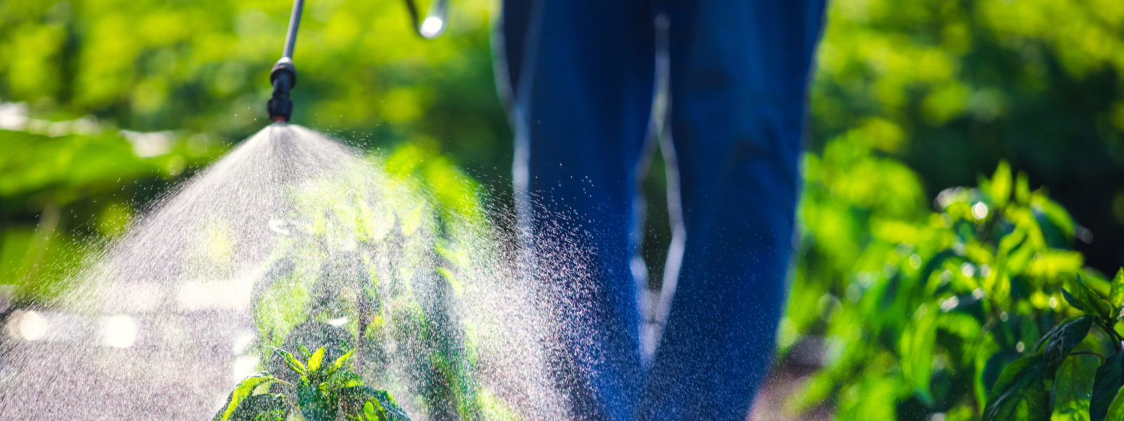Farmer spraying vegetable green plants in the garden with herbicides, pesticides or insecticides