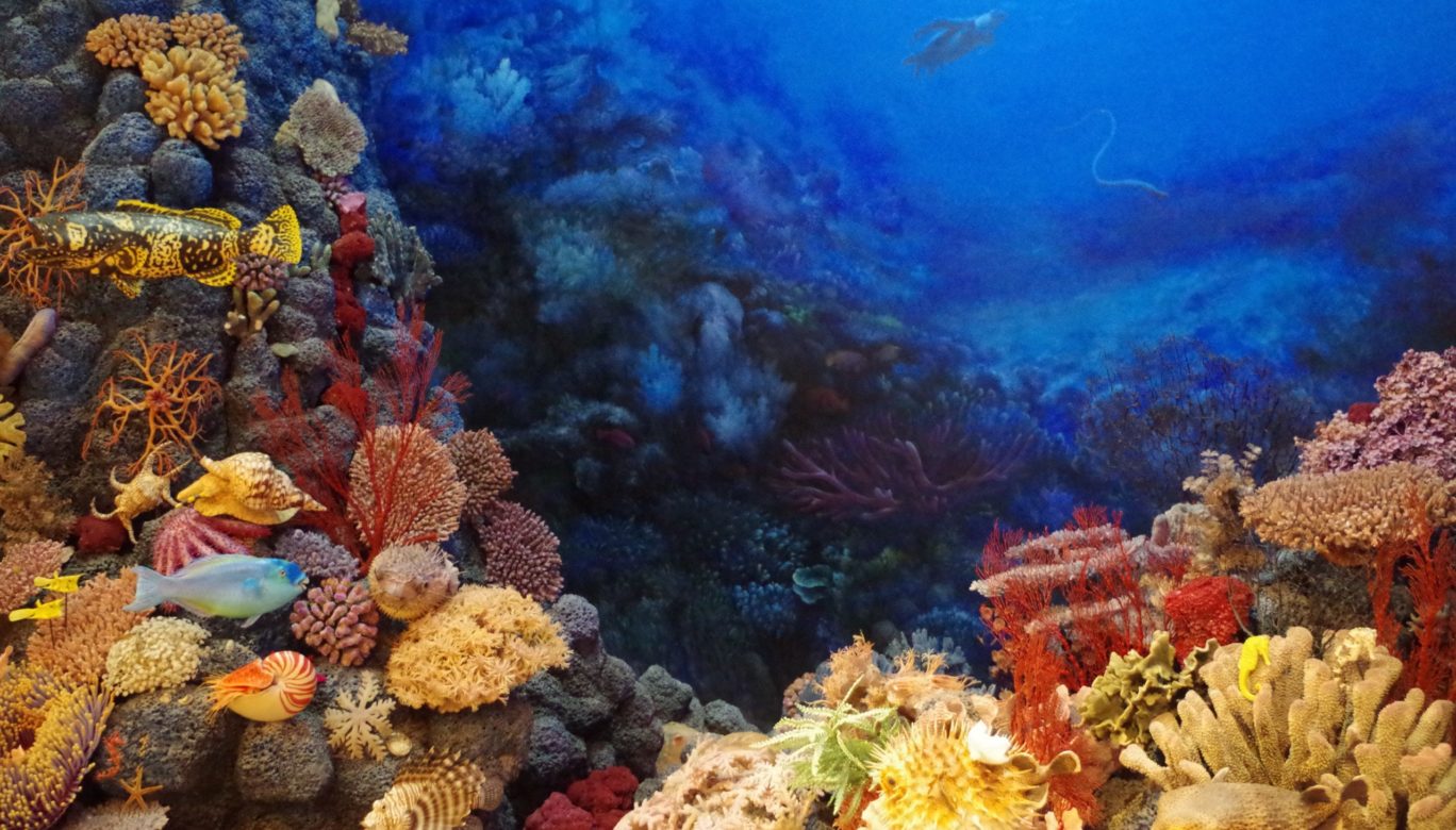 Les coraux de la mer Rouge qui résistent au changement climatique ...