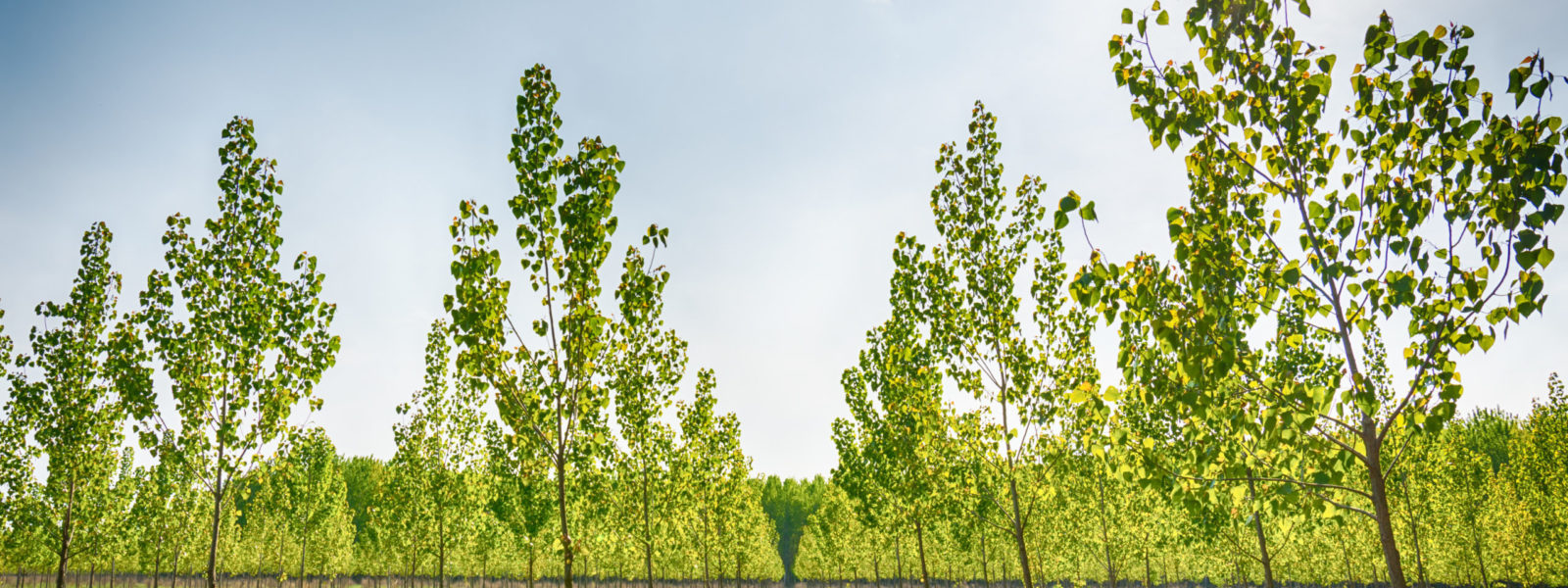 Tree alley at spring