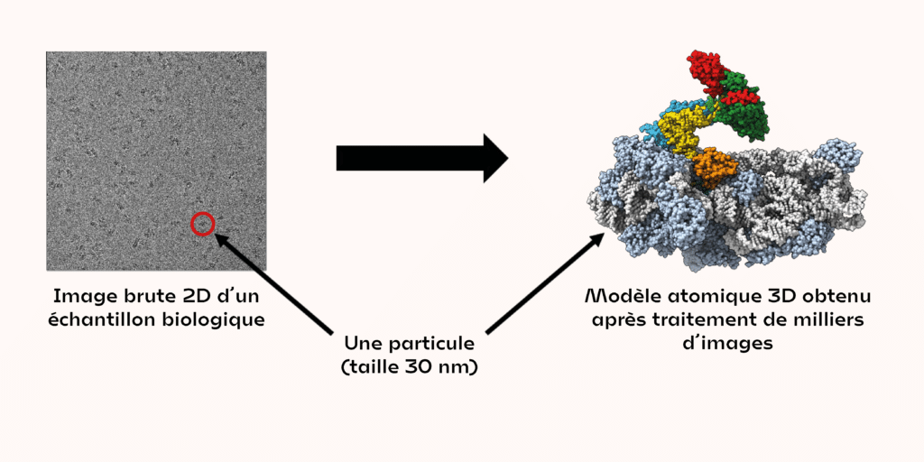 Plateau Technique Microscopie Electronique - Microscopie à