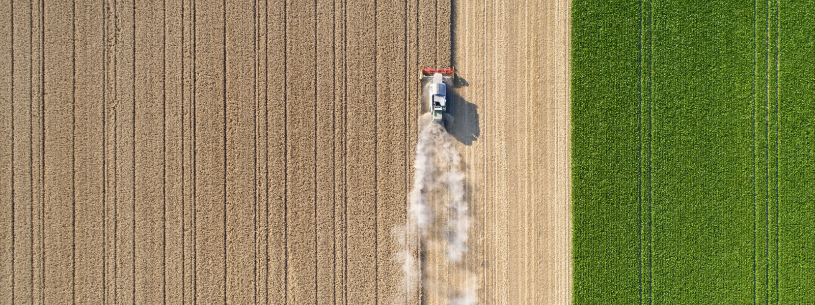 Harvesting a wheat field, dust clouds