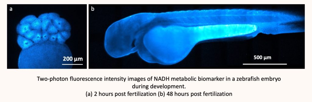 Example of multiphoton microscopy on zebrafish embryo