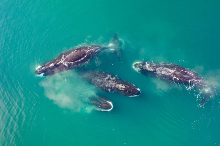 Bowhead whales in the Arctic ice fileds