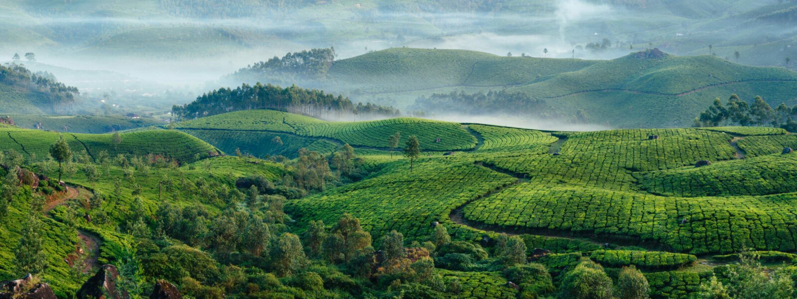 Agricultural biodiversity
