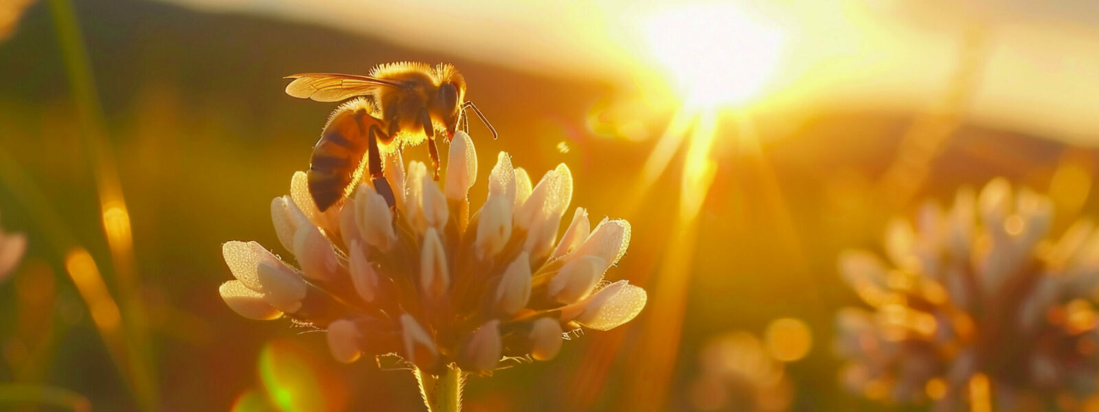 A bee pollinating a flower