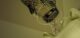 3_sucre