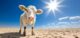 A young white calf stands in a cracked, arid landscape under a bright sun, showcasing drought and climate change impact on livestock