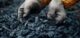 Gardener wearing industrial gloves holds charcoal, demonstrating sustainable agriculture.