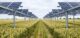 Rows of elevated solar panels stand over a&nbsp;ripening wheat field in a&nbsp;sustainable agrivoltaics farm.